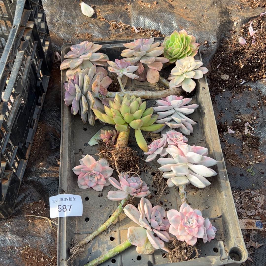 587紫乐锦老桩多肉植物