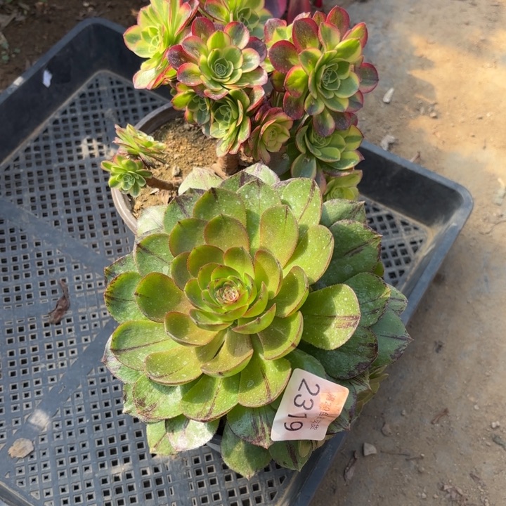 2颗多肉法师2319