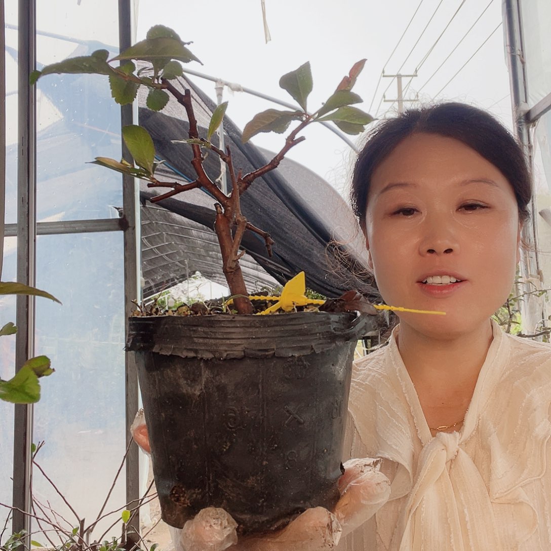 无花朵原生越之辉海棠花盛开