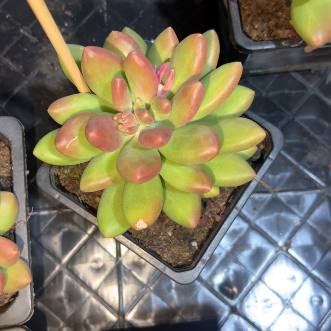 惠****锅多肉植物多肉植物