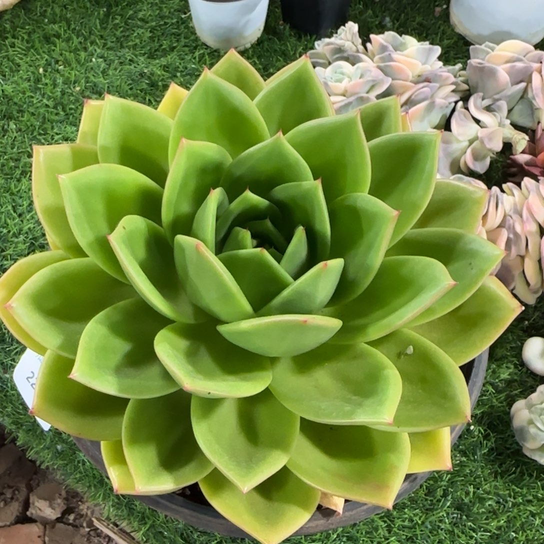 2228翠花大单头多肉植物的