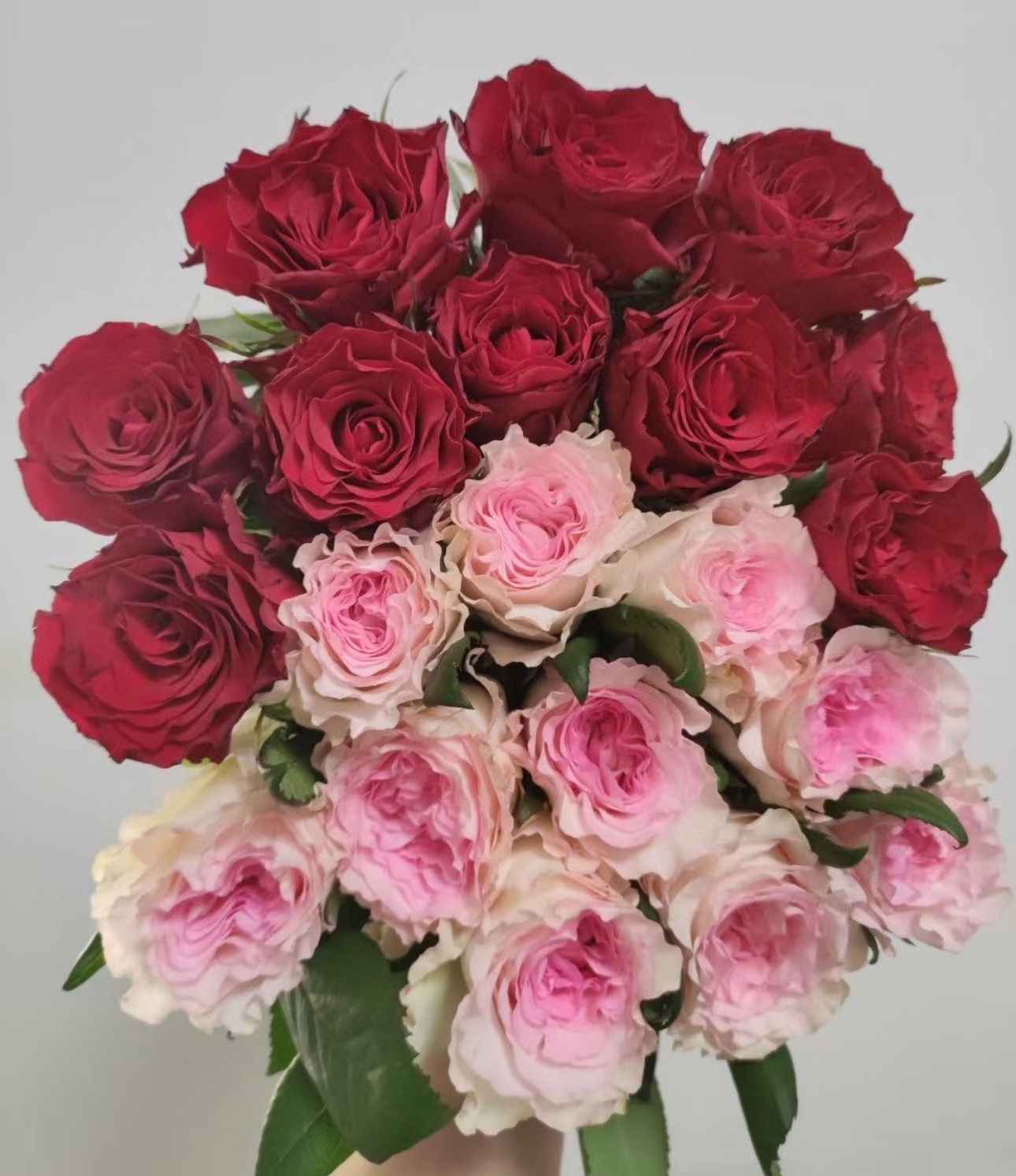 洛神玫瑰+高原红玫瑰