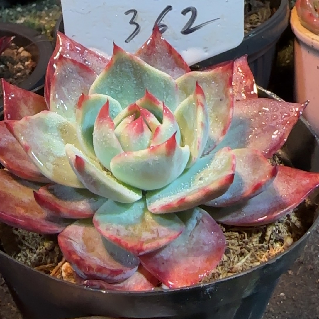 惊鸿一物一拍包装收缩花旱362