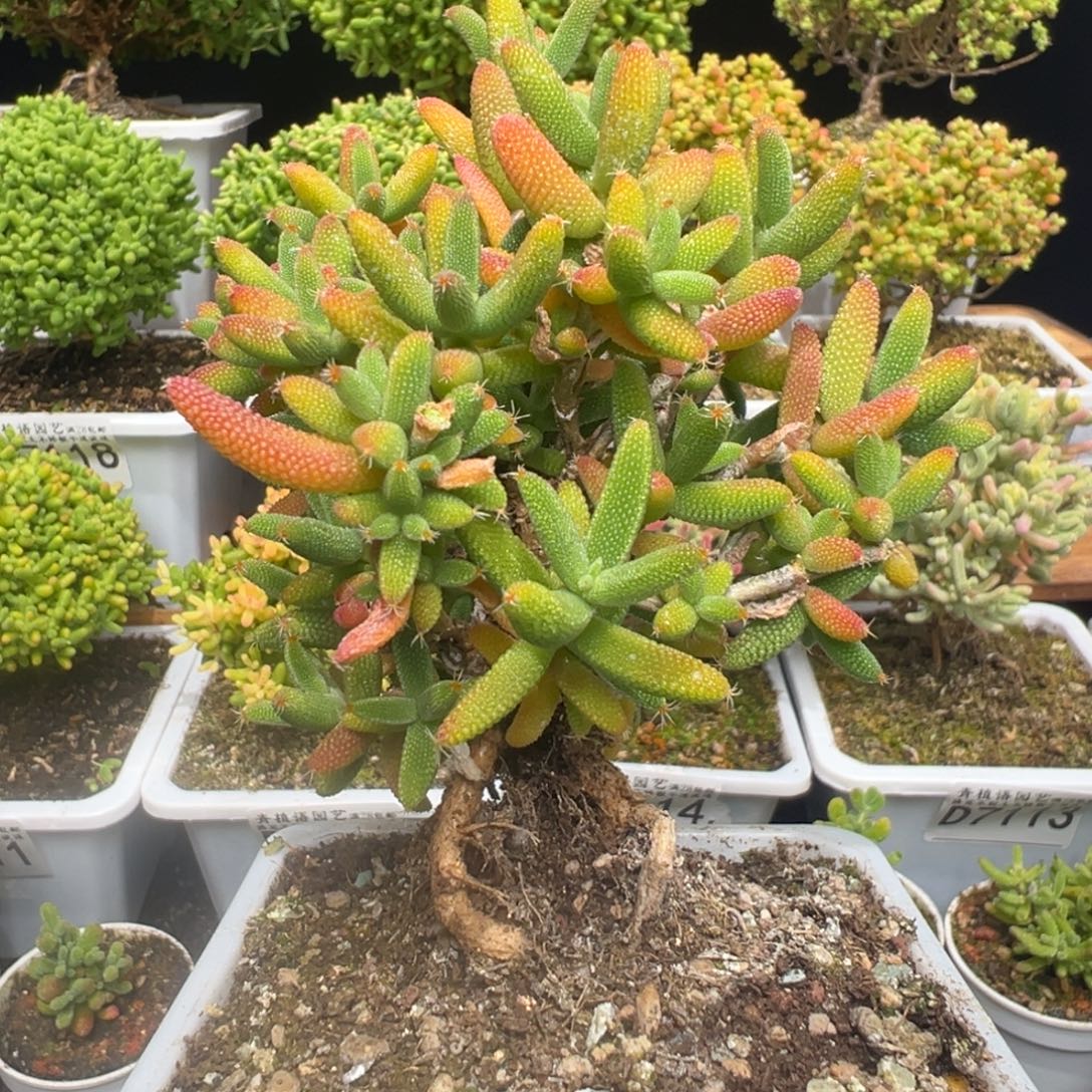 d7146玉米五彩斑斓