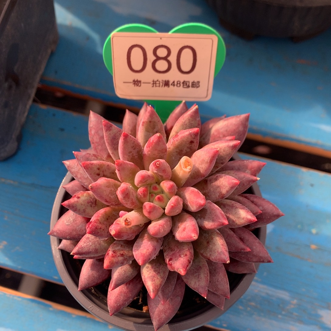 虞美人紫体单头080