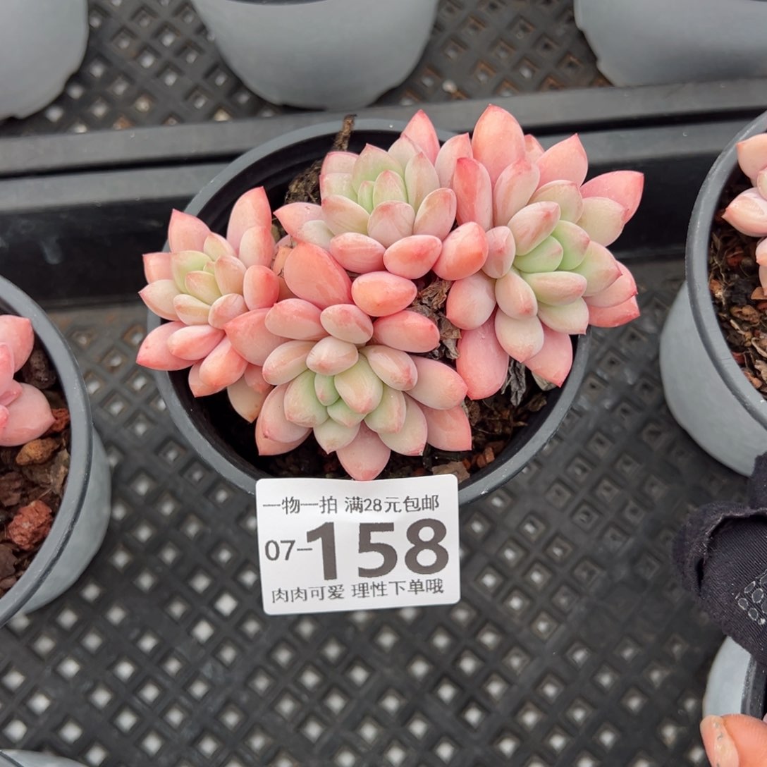 拉丝雨多肉多肉多肉多肉