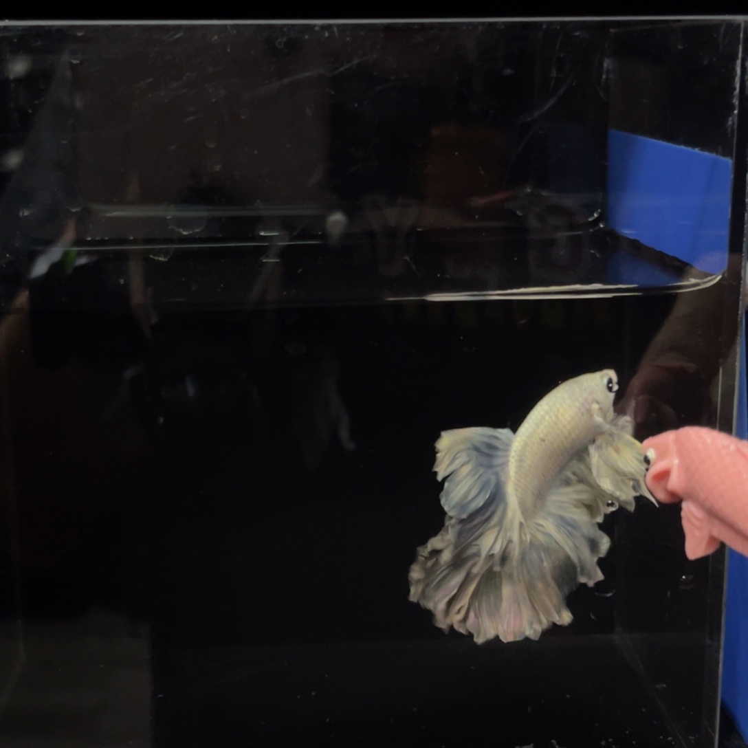 区***姐斗鱼哈哈试试试试500