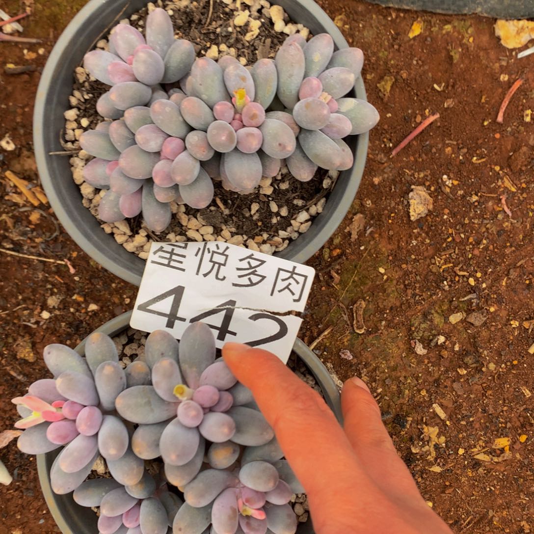 442小汤圆精品多肉