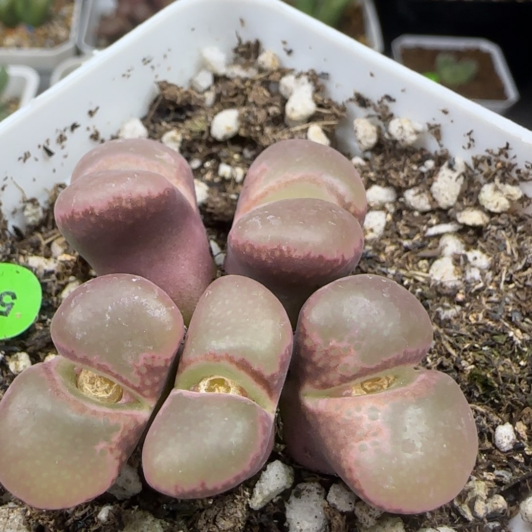 粉C群生多肉植物50