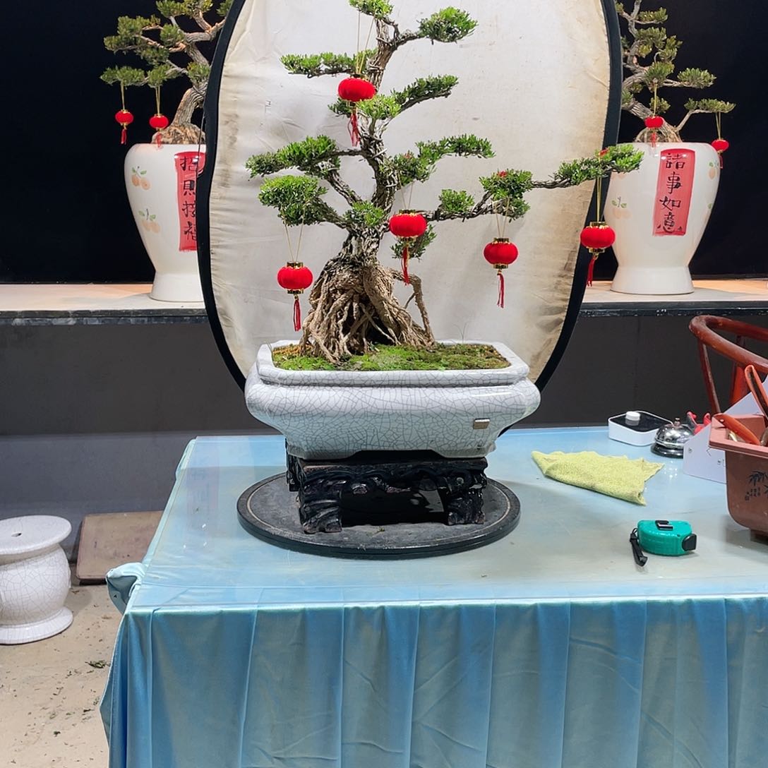 黄杨黄杨黄杨黄杨