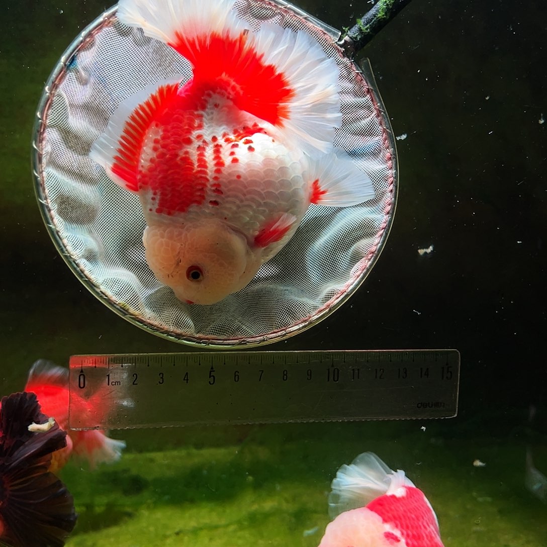 金鱼冷水金鱼百褶泰狮