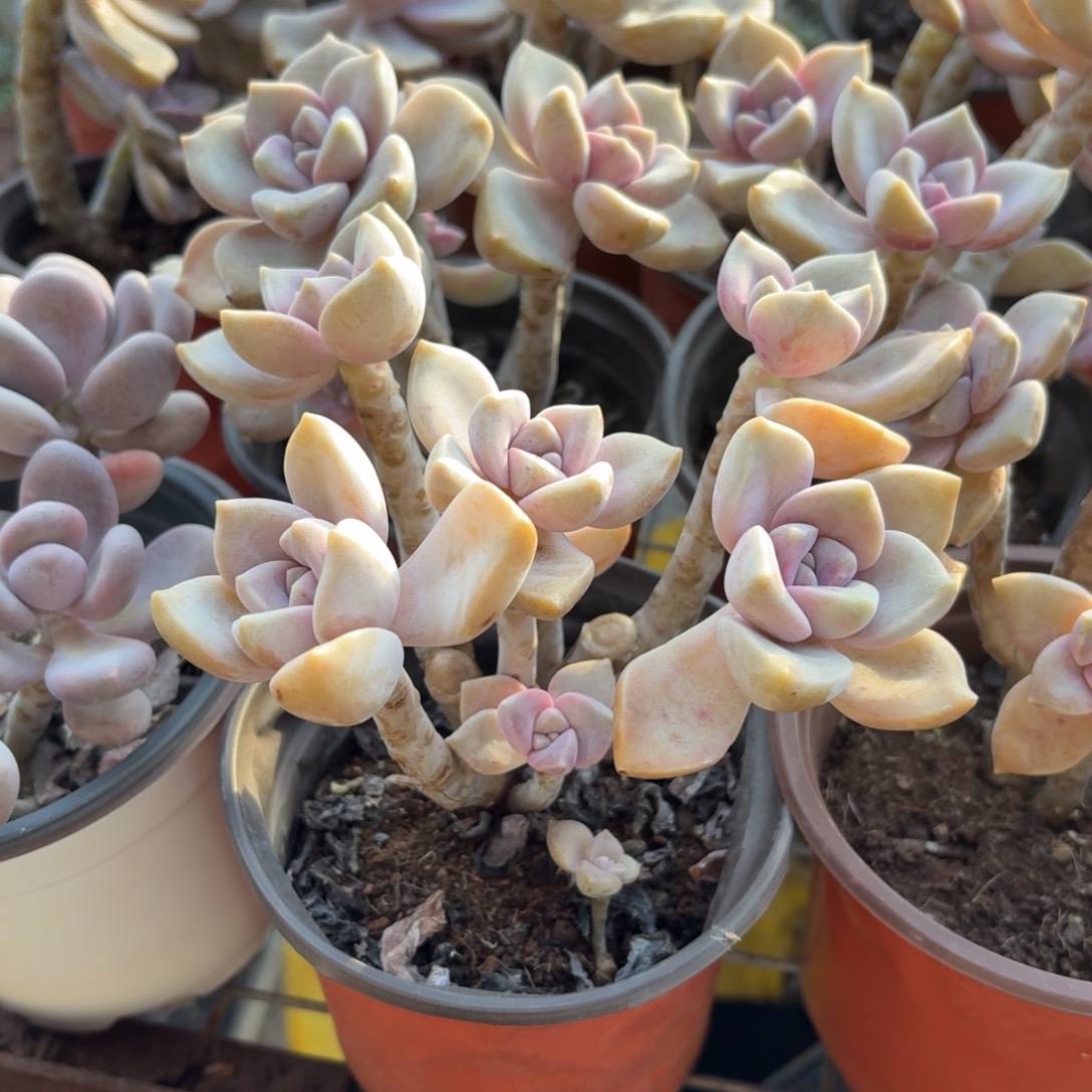 紫乐多肉整群11㎝盆