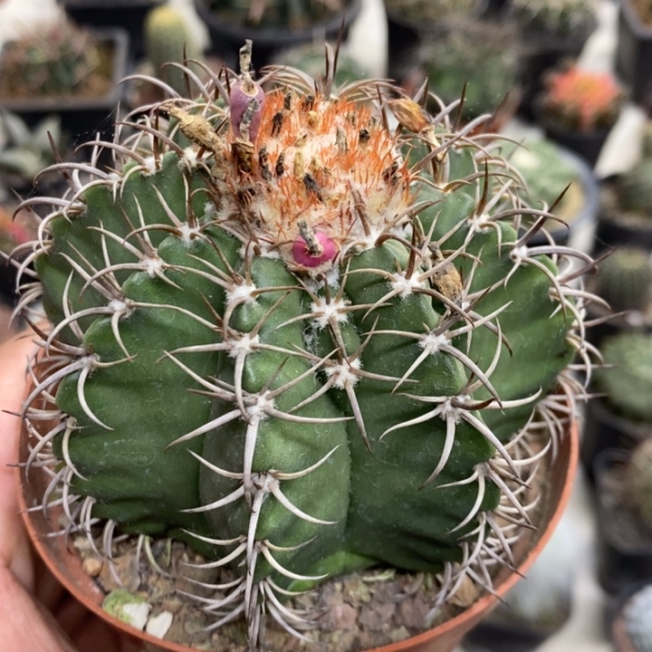 实生魔云特价福利2