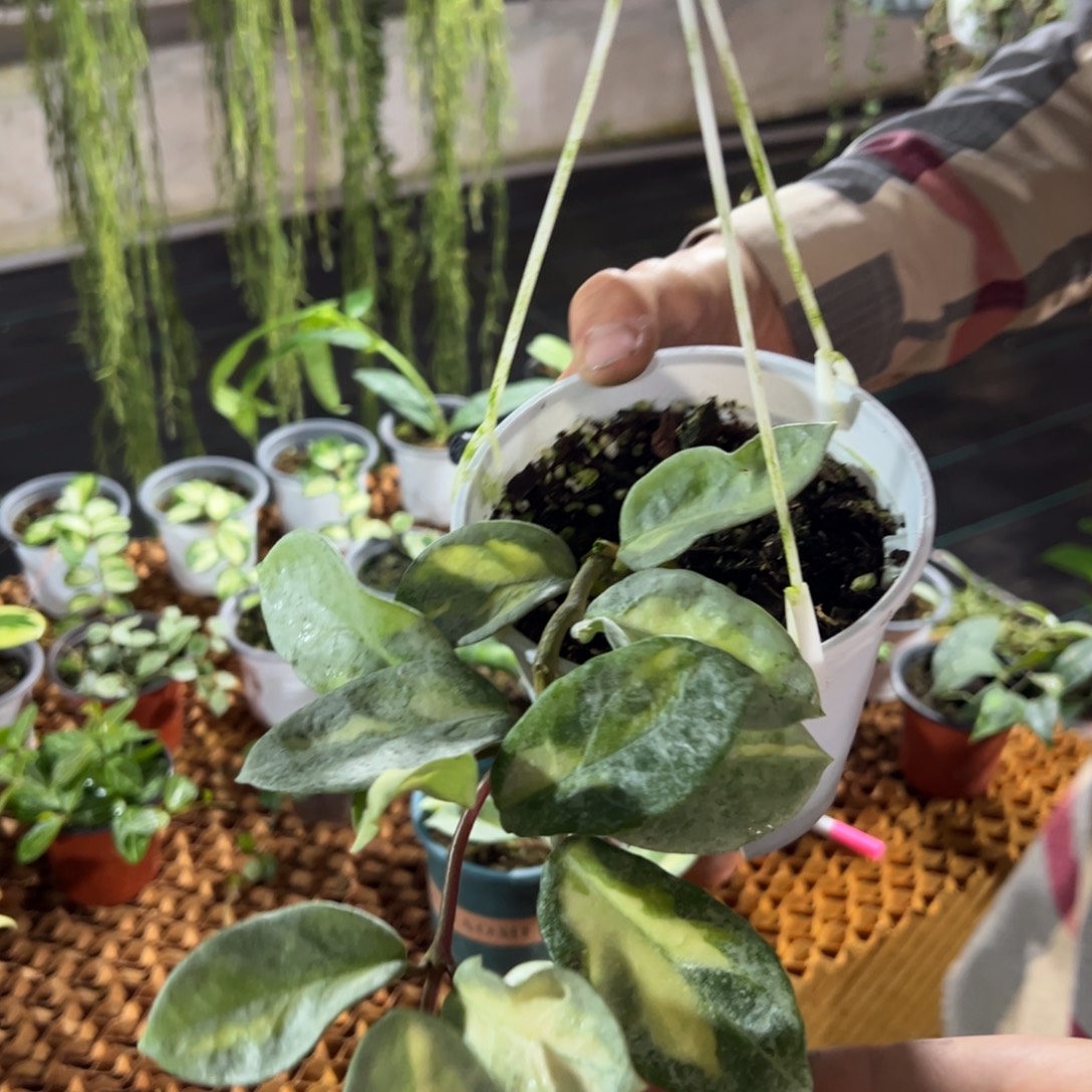 就****无花朵杂匍内锦球兰