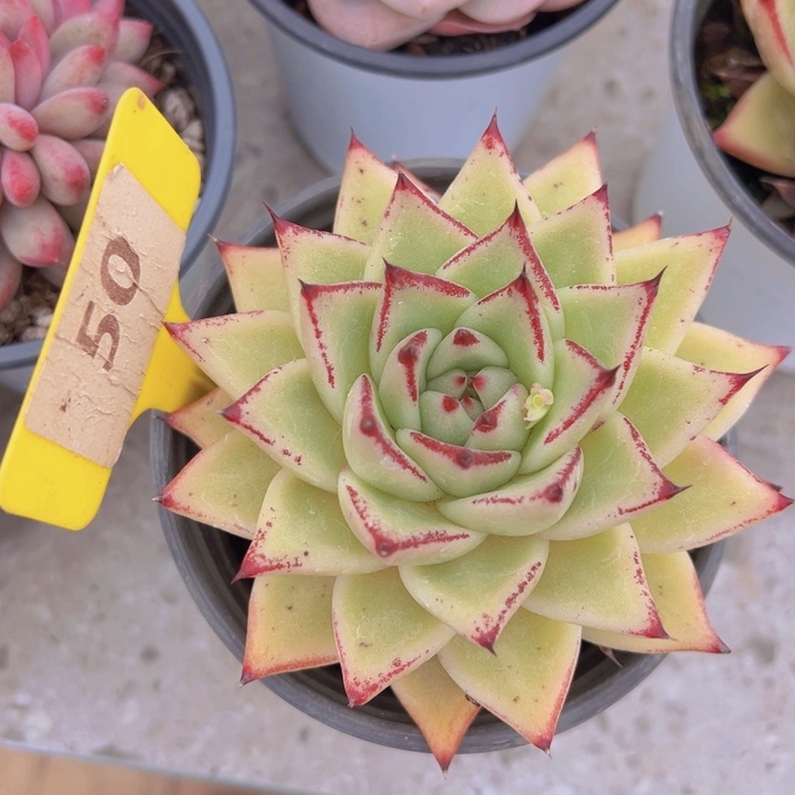 健健康康平平安安