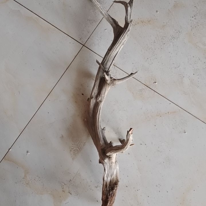 风车木（黑檀木）?****)