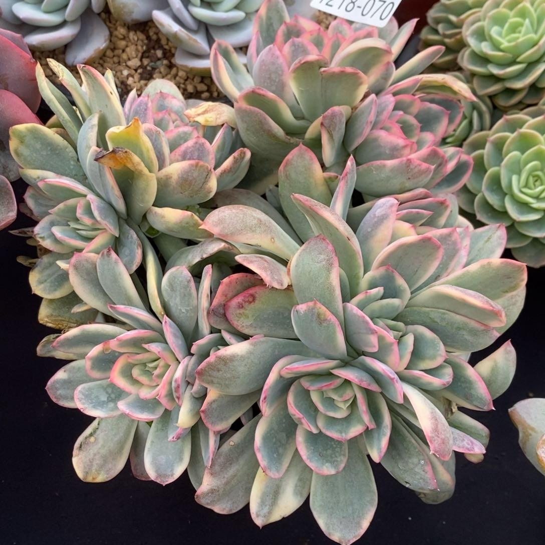 两单包邮1218-70绮罗锦