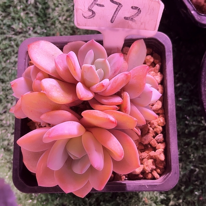 我是第一百个为妖刀应援的