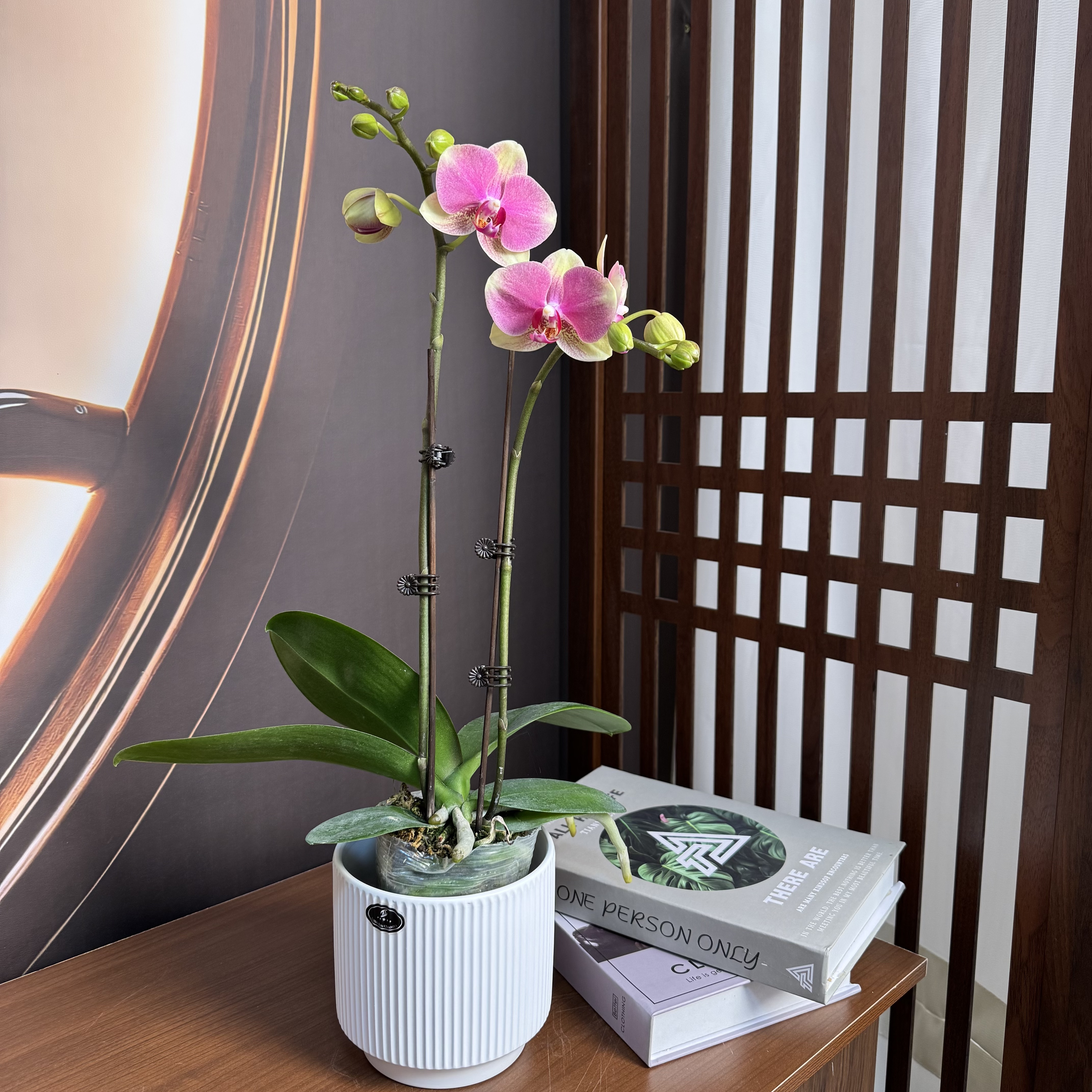 【多彩蜜桃】3.0寸双花剑 精品蝴蝶兰 开花带花苞 花卉基地直发