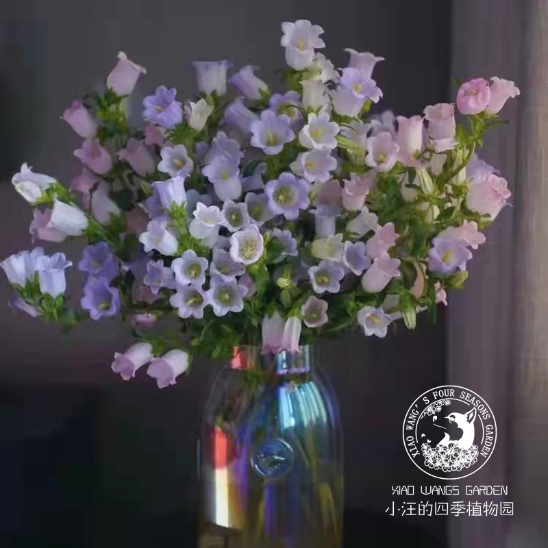 大花风铃草 超级冠军 淡紫色 春季开花 阳台庭院易养趣味盆栽花苗