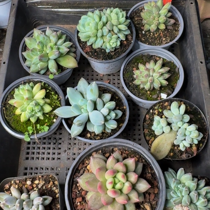 2588多肉植物一物一拍