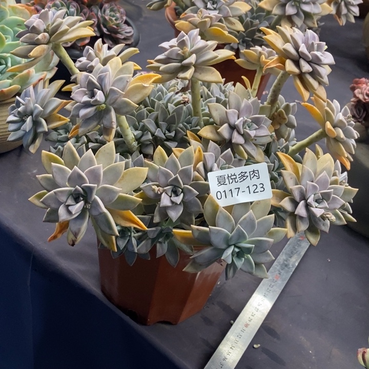 夏悦多肉0117-123太子妃