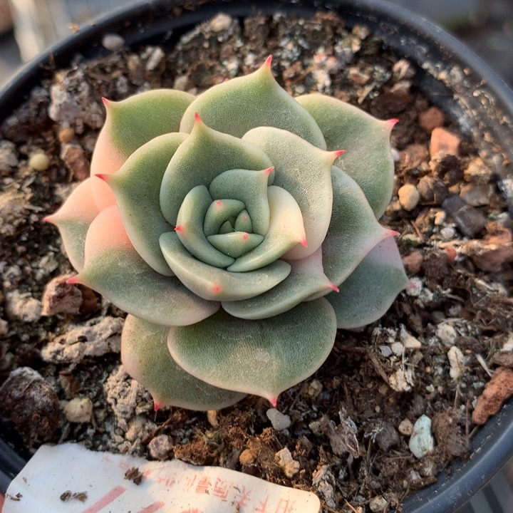贝加尔湖多肉植物