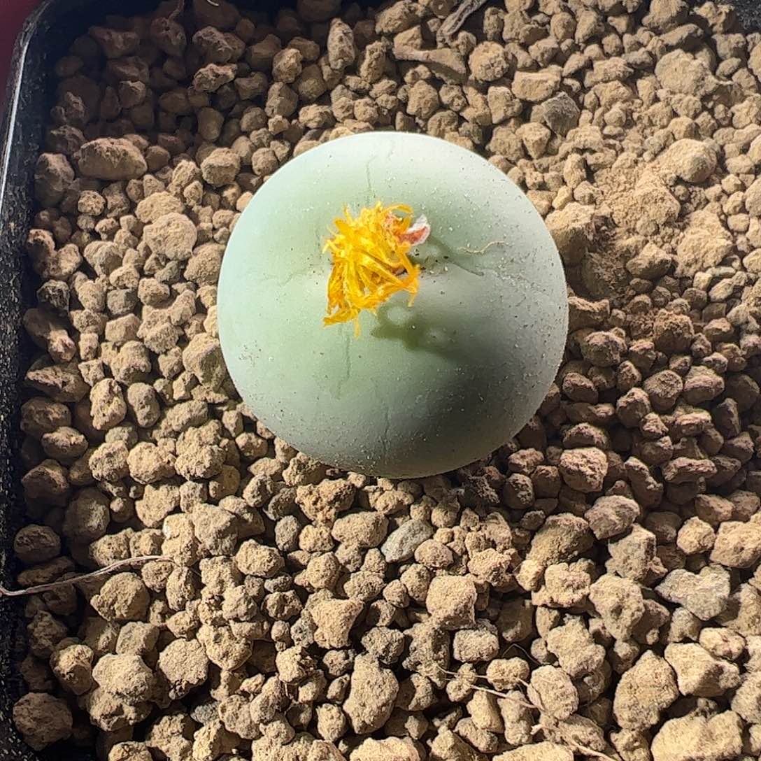 一物一拍脱土发。 464