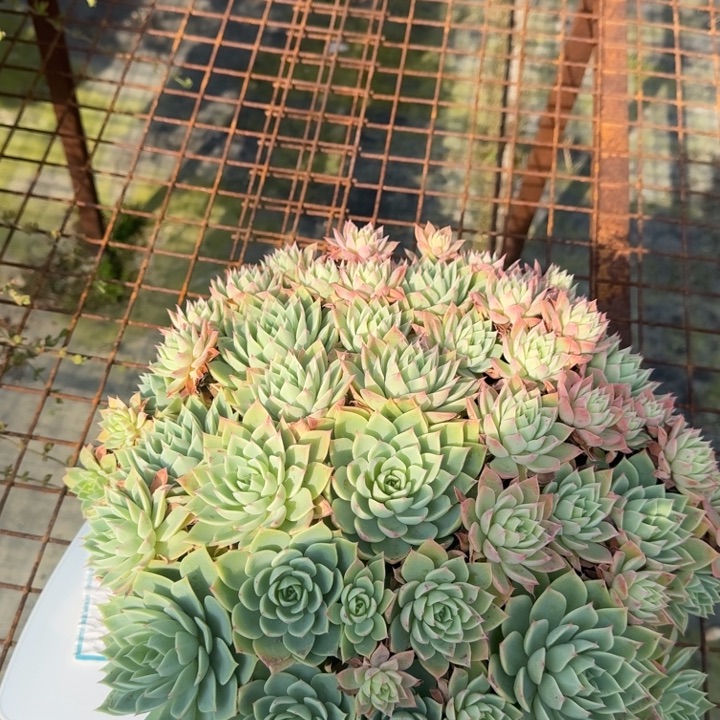三色堇群多肉植物绿植