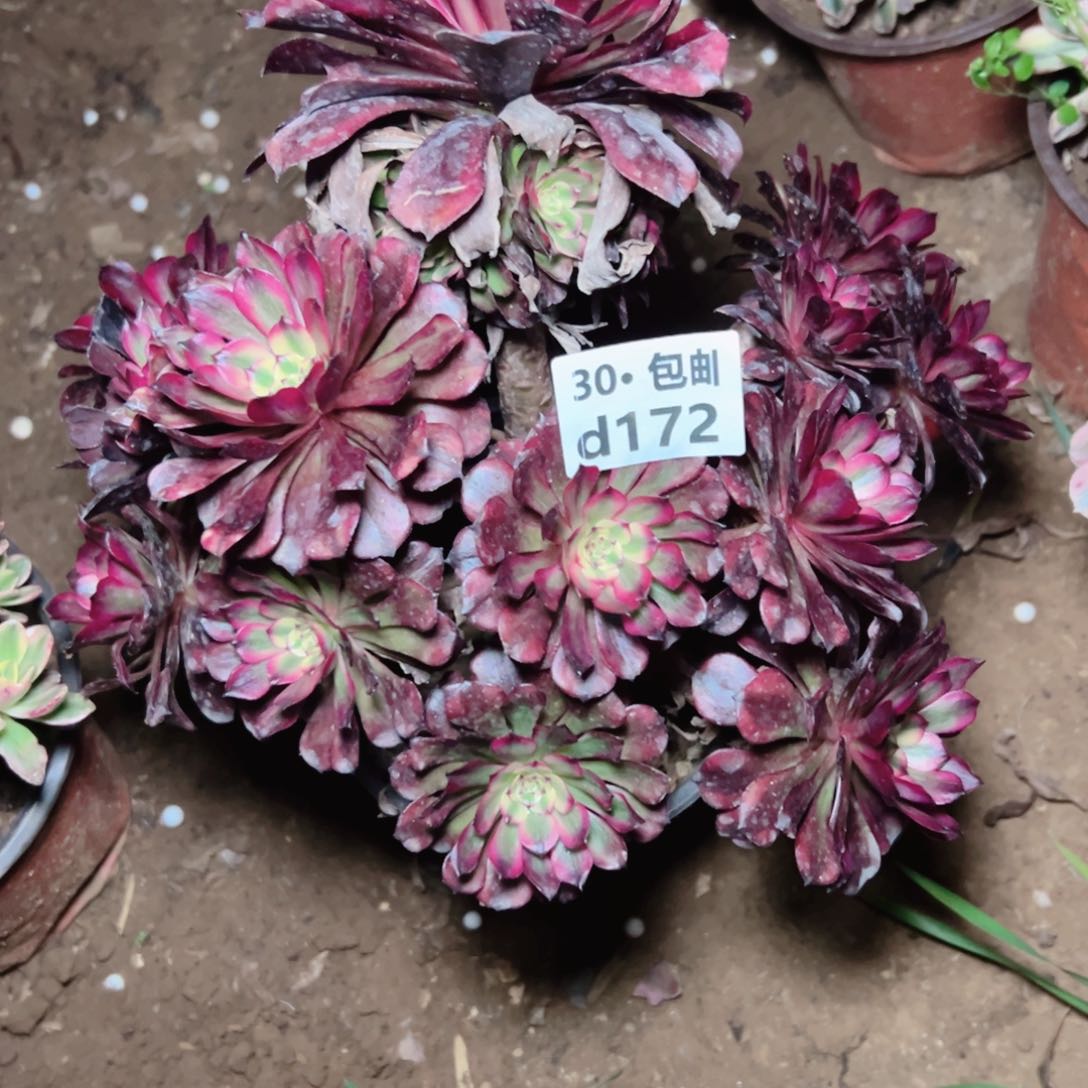 172 美姬多肉法师