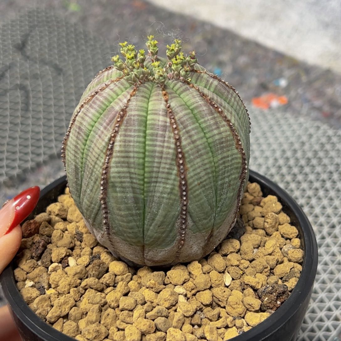 m白锈欧系布纹球实生