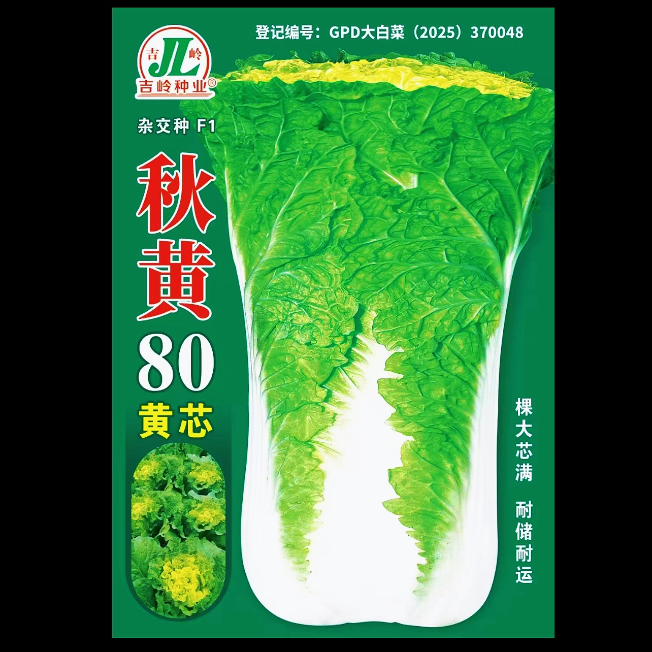 （秋黄80）高装大颗白菜种子