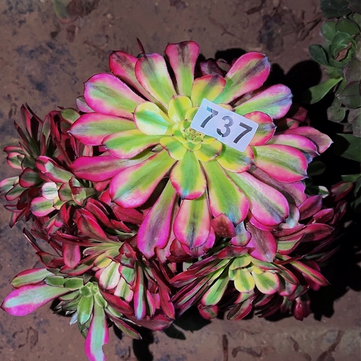 737二代多肉植物处理不售后