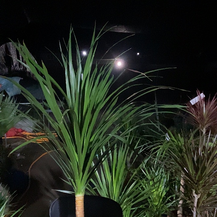 全部花苞处理黑珍珠29的指定