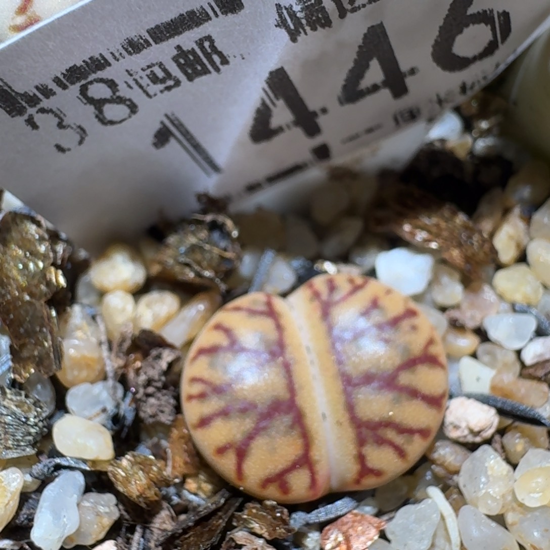 zzz精品也福利1446