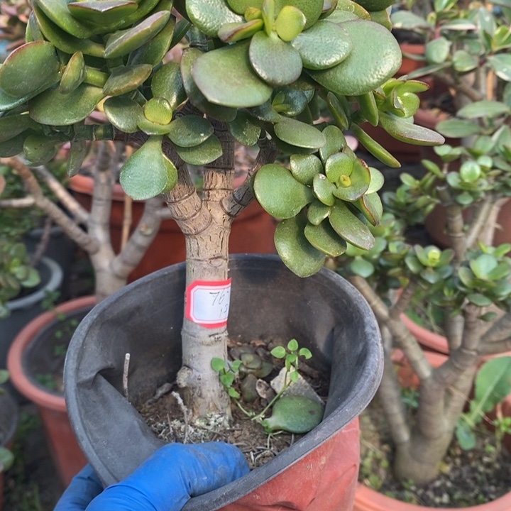 心***人姬红花月一物一拍