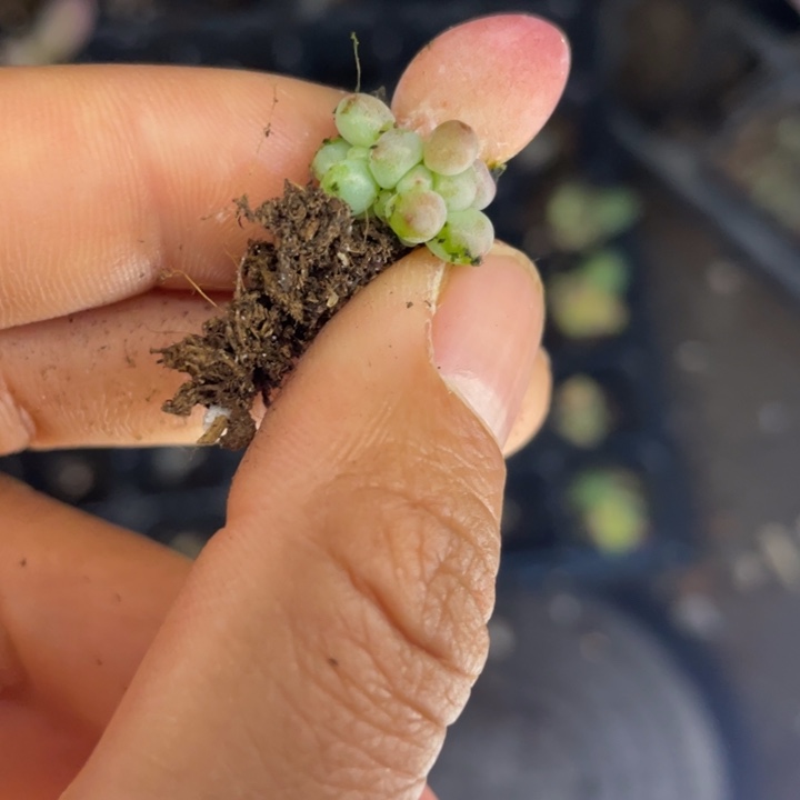 萤火虫发3颗满18包邮