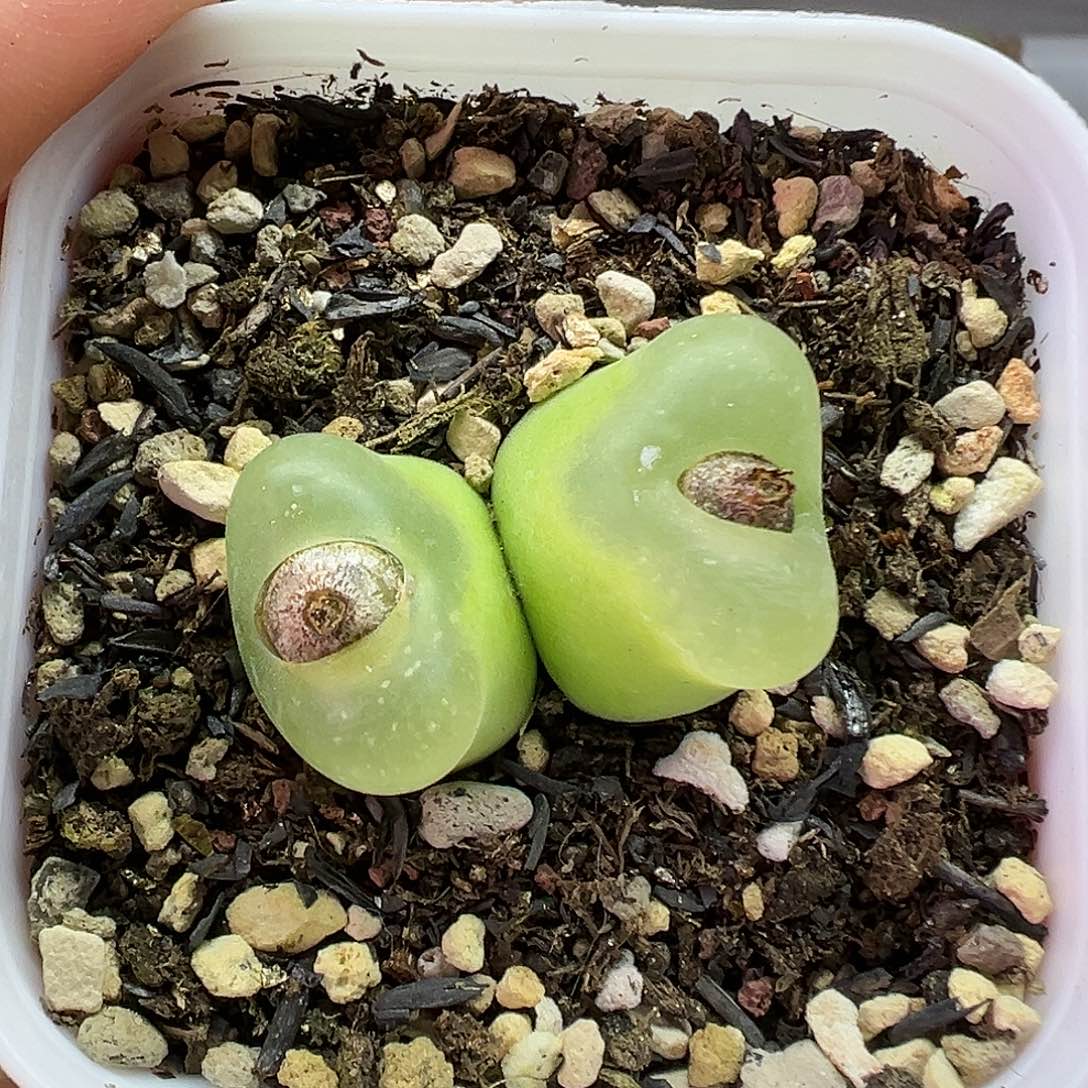 610欧泡带盆土发货