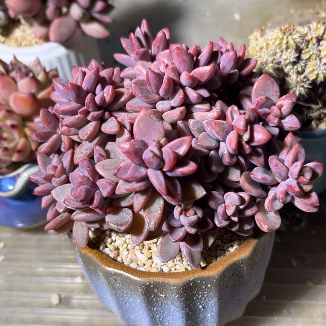 紫心多肉植物提取精华