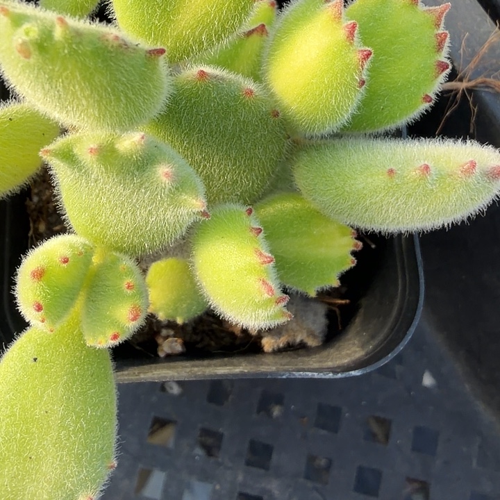 黄熊，满12.9包邮。