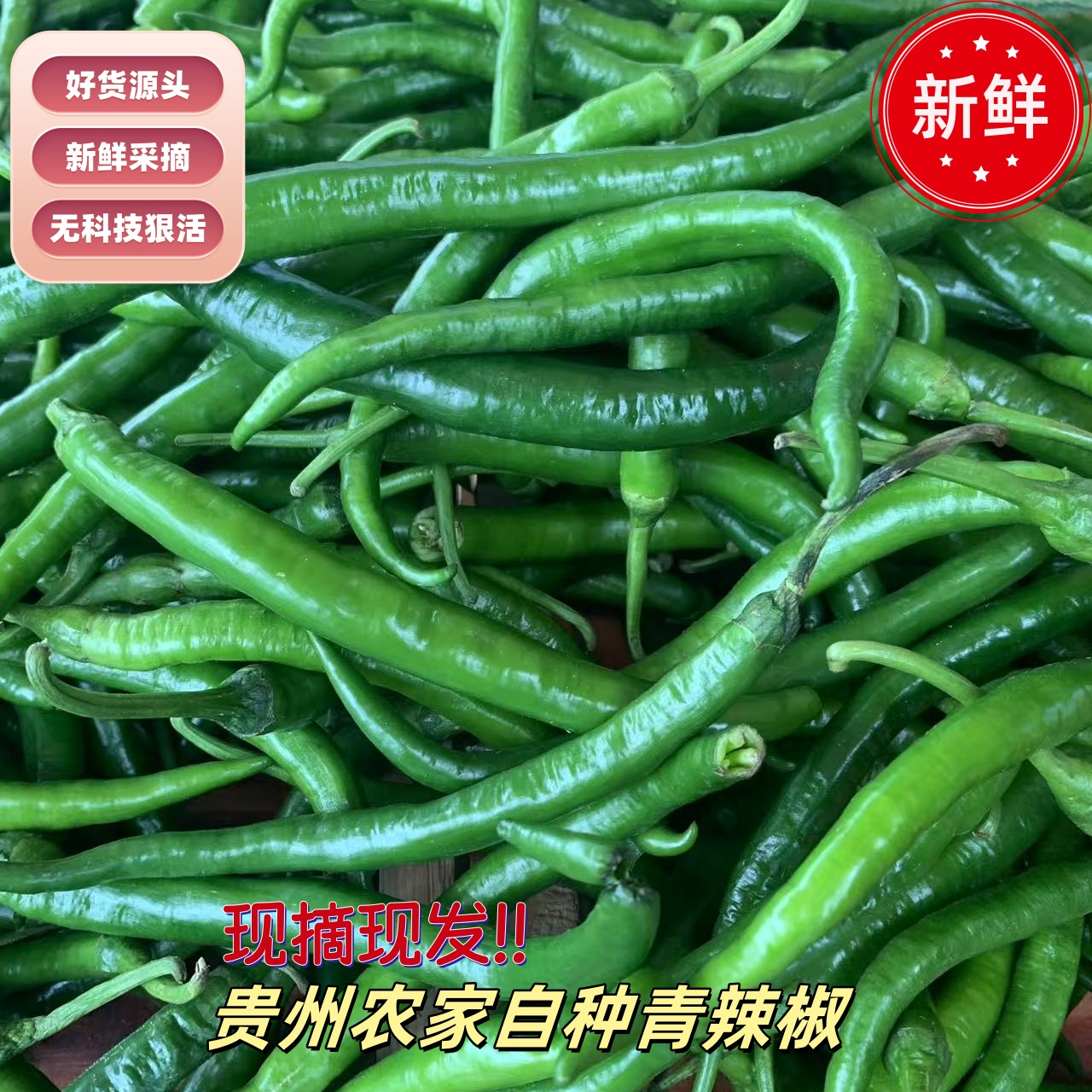 贵州露天种植农家自产自销新鲜现摘薄皮辣椒当季青椒