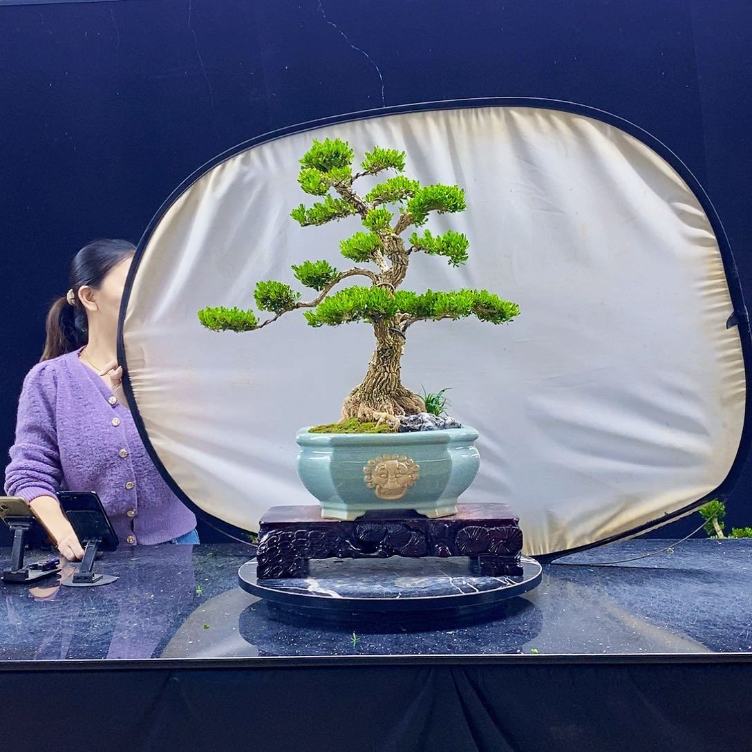 无花朵精品黄杨盆景