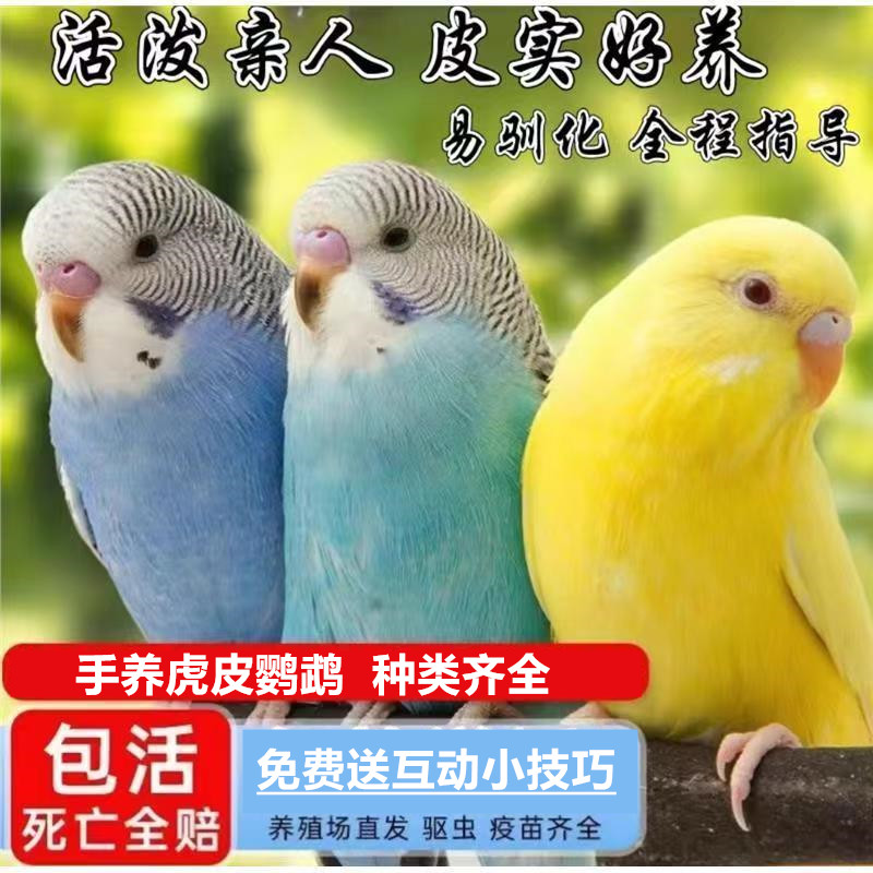 S精品彩色手养虎皮鹦鹉活体活鸟亲人粘人好上手观赏鸟