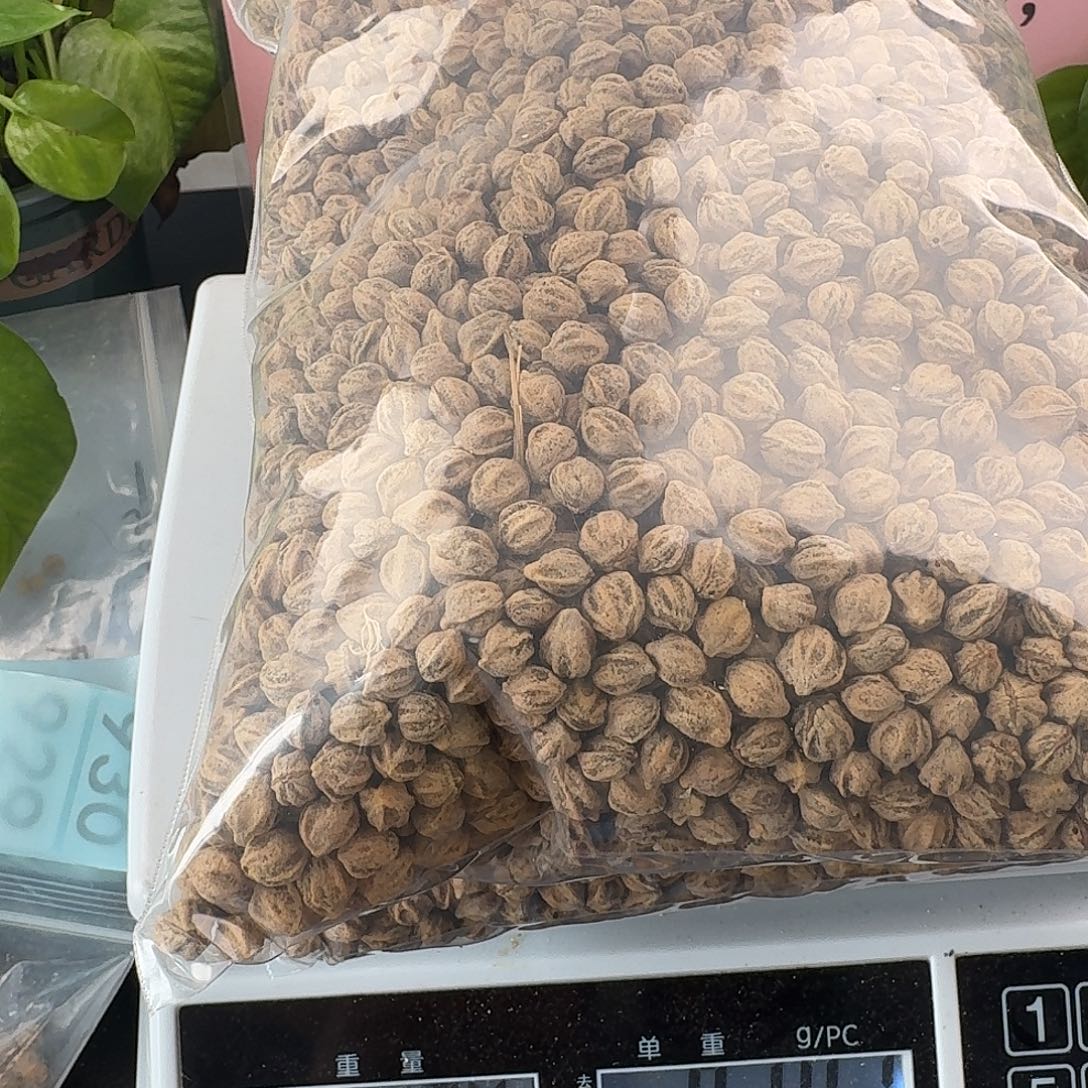 无***果吊坠柏香籽/百香籽5斤HY011