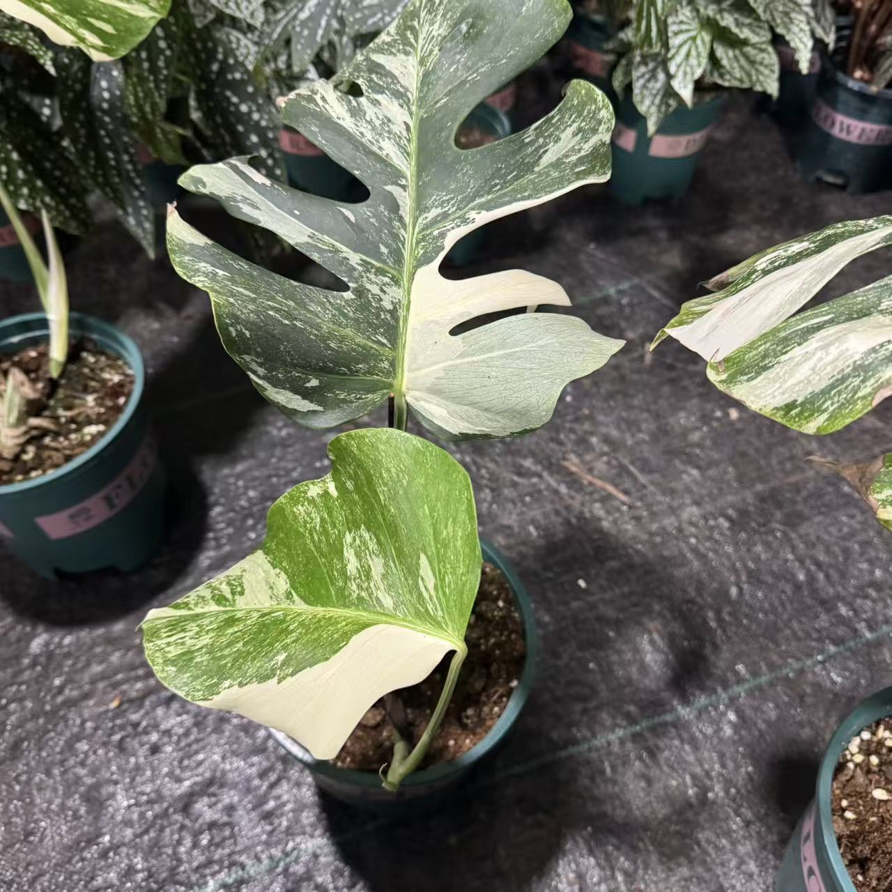 【一物一拍】一叶一芽中端白龟