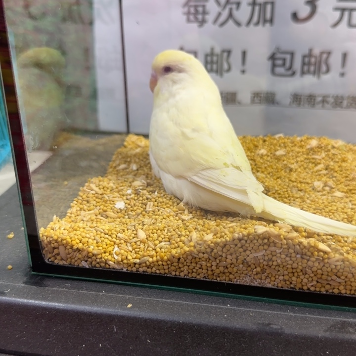 虎皮鹦鹉大头虎皮鹦鹉