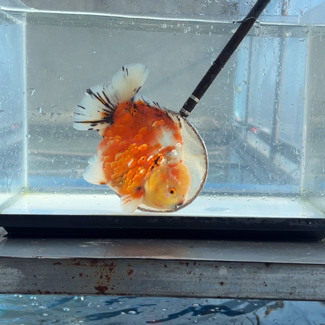 金鱼95552355456687745699