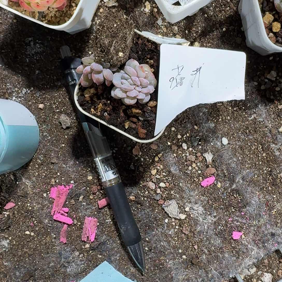 花开一物一拍专拍