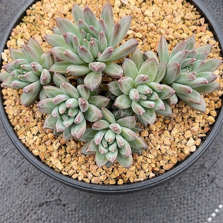 【闪购商品】幻影杂