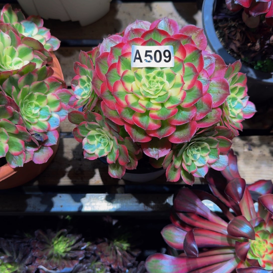 不***朽509多肉植物法师号